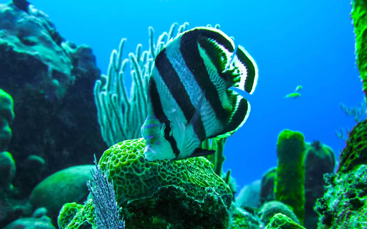 buceo en El Colony, Cuba