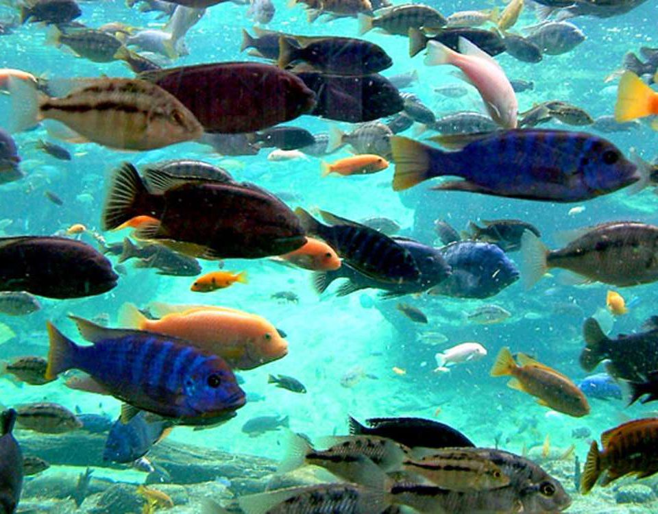peces Cuba snorkeling en Ciénaga de Zapata