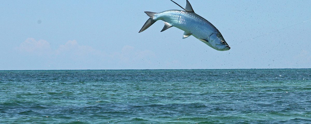 Fly - Fishing in Jardines del Rey, Cuba